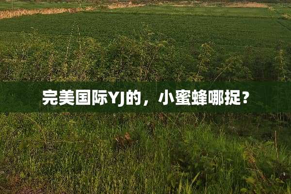 完美国际YJ的，***哪捉？