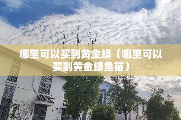 哪里可以买到黄金蟒（哪里可以买到黄金蟒鱼苗）