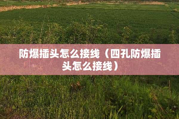 防爆插头怎么接线（四孔防爆插头怎么接线）