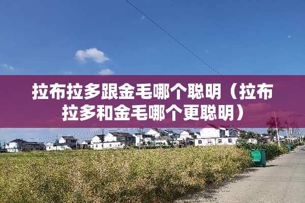 拉布拉多跟金毛哪个聪明（拉布拉多和金毛哪个更聪明）