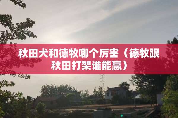 秋田犬和德牧哪个厉害（德牧跟秋田打架谁能赢）