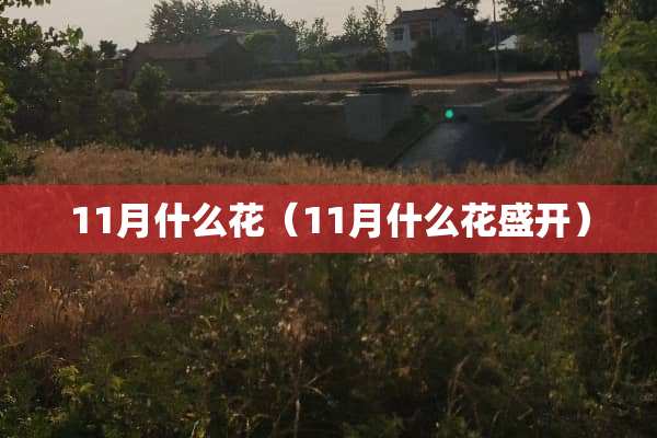 11月什么花（11月什么花盛开）