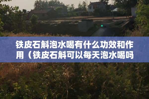 铁皮石斛泡水喝有什么功效和作用（铁皮石斛可以每天泡水喝吗）