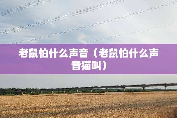 老鼠怕什么声音（老鼠怕什么声音猫叫）