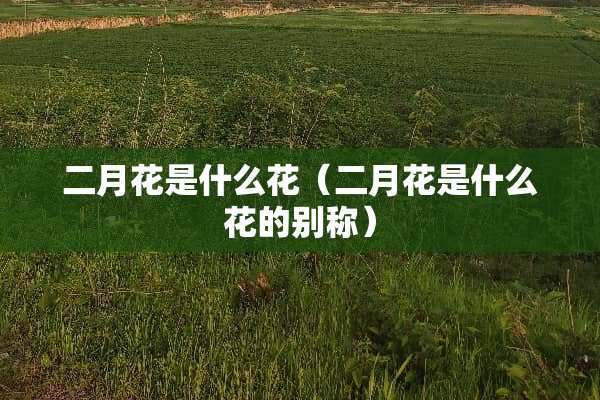 二月花是什么花（二月花是什么花的别称）