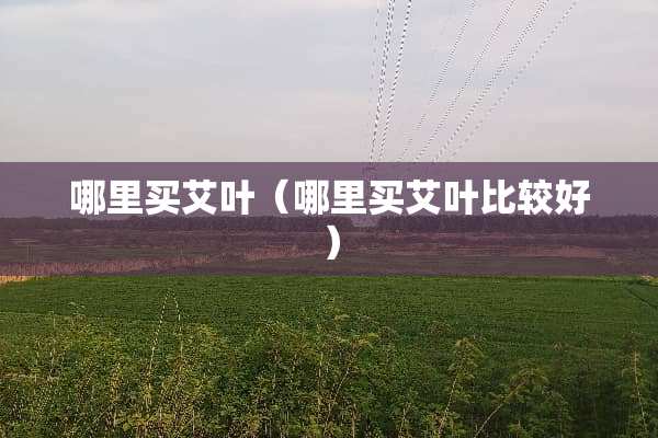 哪里买艾叶（哪里买艾叶比较好）