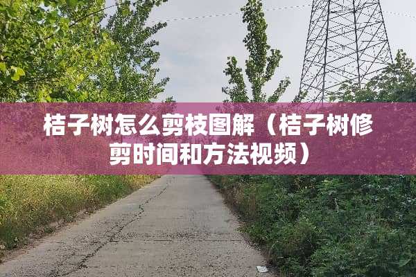 桔子树怎么剪枝图解（桔子树修剪时间和方法视频）