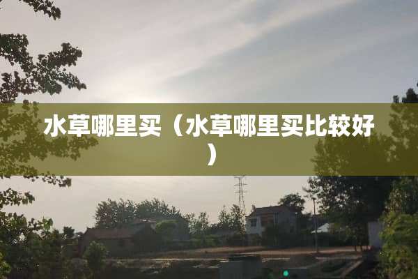 水草哪里买（水草哪里买比较好）