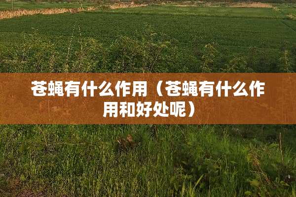苍蝇有什么作用（苍蝇有什么作用和好处呢）
