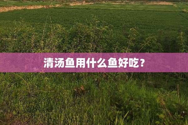 清汤鱼用什么鱼好吃？