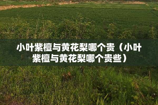 小叶紫檀与黄花梨哪个贵（小叶紫檀与黄花梨哪个贵些）