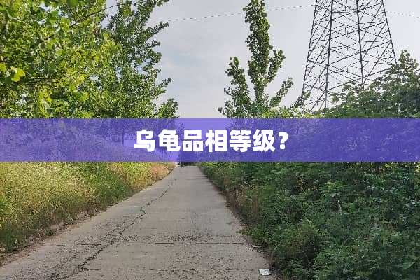 乌龟品相等级？