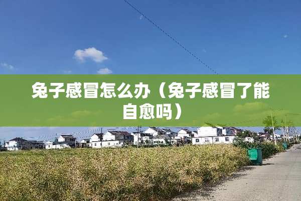 兔子感冒怎么办（兔子感冒了能自愈吗）