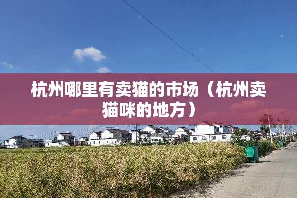 杭州哪里有卖猫的市场（杭州卖猫咪的地方）