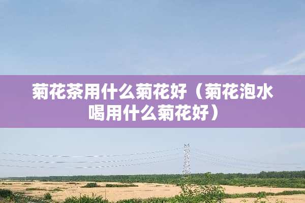 菊花茶用什么菊花好（菊花泡水喝用什么菊花好）