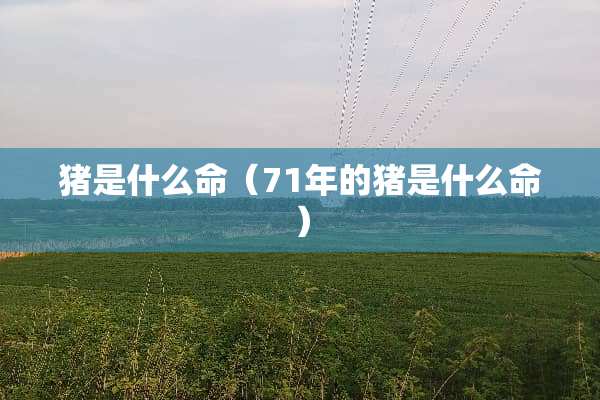 猪是什么命（71年的猪是什么命）