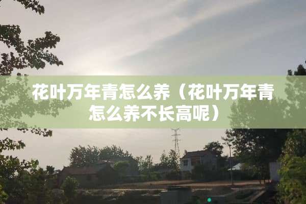 花叶万年青怎么养（花叶万年青怎么养不长高呢）