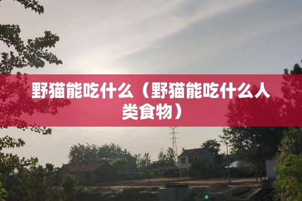 野猫能吃什么（野猫能吃什么人类食物）