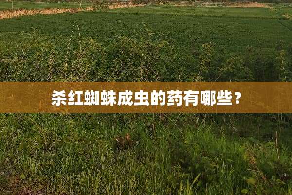 杀红蜘蛛成虫的药有哪些？