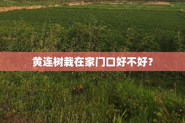 黄连树栽在家门口好不好？