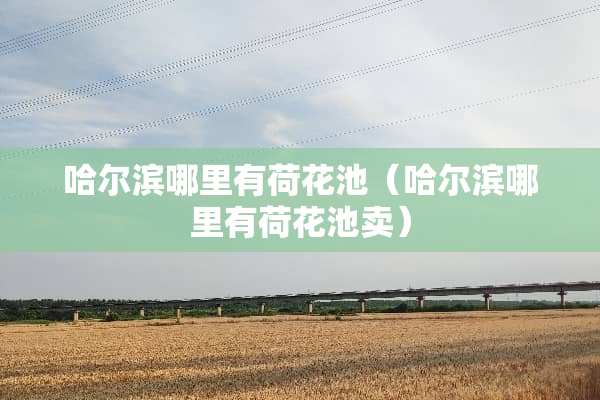 哈尔滨哪里有荷花池（哈尔滨哪里有荷花池卖）