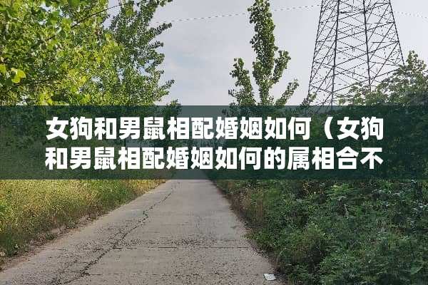女狗和男鼠相配婚姻如何（女狗和男鼠相配婚姻如何的属相合不合）