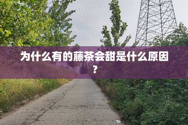 为什么有的藤茶会甜是什么原因？