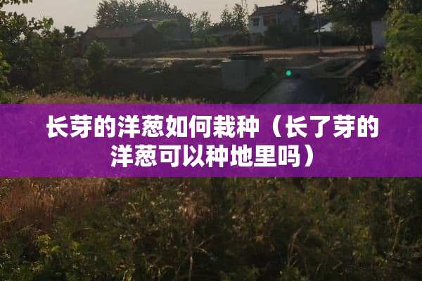 长芽的洋葱如何栽种（长了芽的洋葱可以种地里吗）