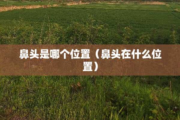 鼻头是哪个位置（鼻头在什么位置）