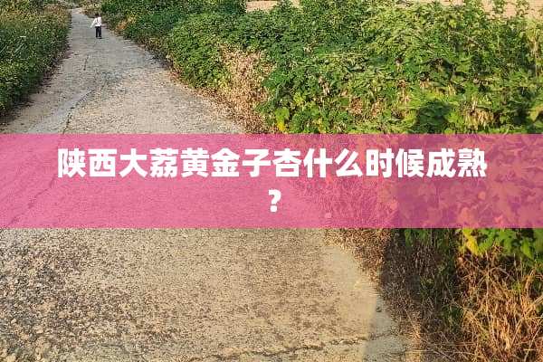 陕西大荔黄金子杏什么时候成熟？