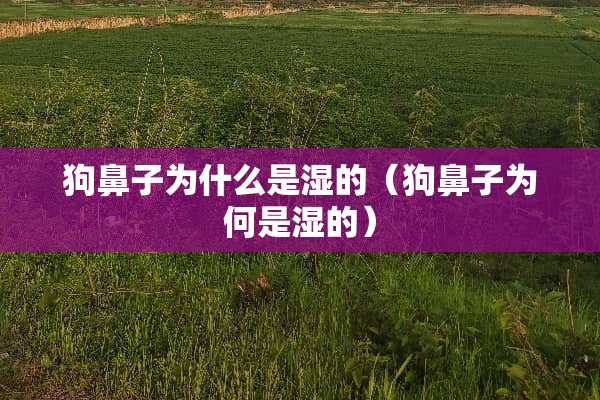 狗鼻子为什么是湿的（狗鼻子为何是湿的）