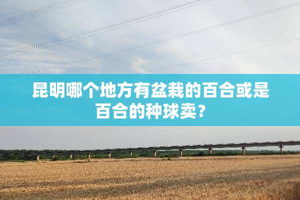 昆明哪个地方有盆栽的百合或是百合的种球卖？