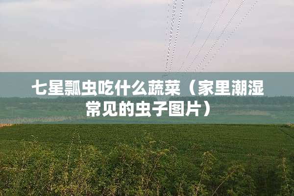 七星瓢虫吃什么蔬菜（家里潮湿常见的虫子图片）