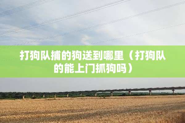 打狗队捕的狗送到哪里（打狗队的能上门抓狗吗）