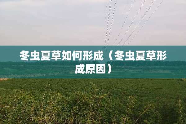 冬虫夏草如何形成（冬虫夏草形成原因）