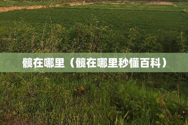 髋在哪里（髋在哪里秒懂百科）