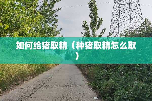 如何给猪取精（**取精怎么取）