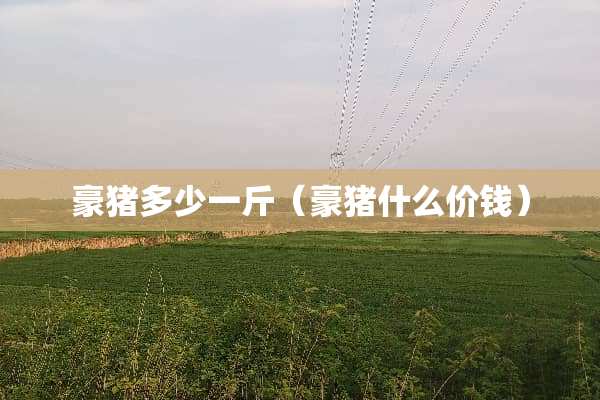 豪猪多少一斤（豪猪什么价钱）