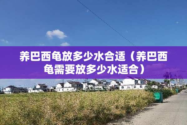 养巴西龟放多少水合适（养巴西龟需要放多少水适合）