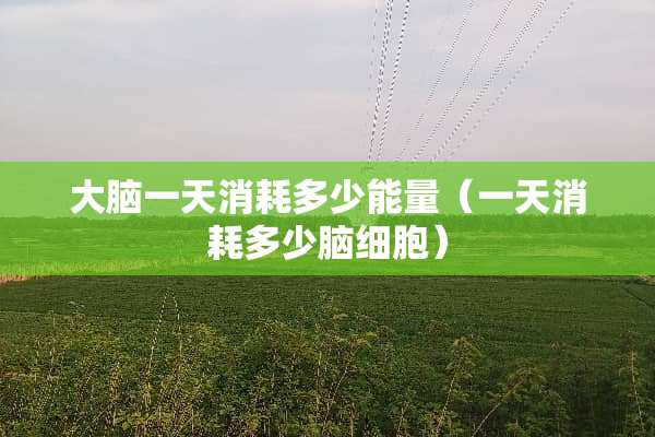 大脑一天消耗多少能量（一天消耗多少脑细胞）
