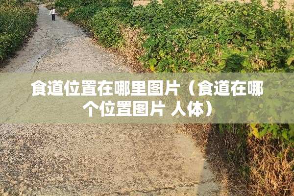 食道位置在哪里图片（食道在哪个位置图片 人体）
