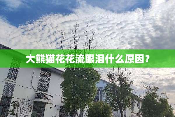 大熊猫花花流眼泪什么原因？