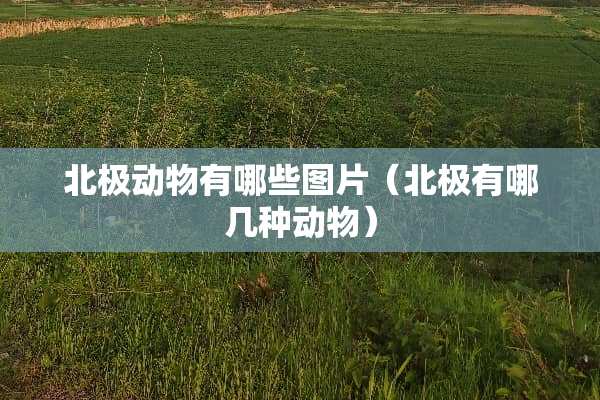 北极动物有哪些图片（北极有哪几种动物）