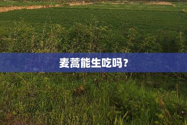 麦蒿能生吃吗？