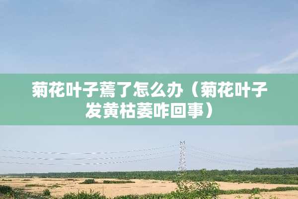菊花叶子蔫了怎么办（菊花叶子发黄枯萎咋回事）