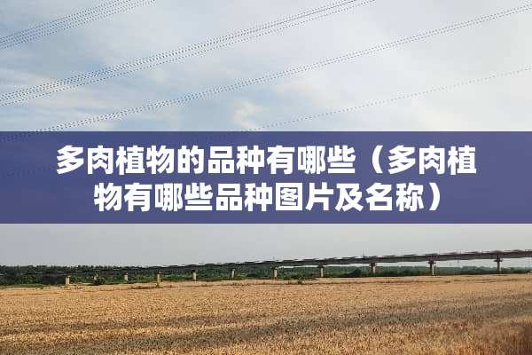 多肉植物的品种有哪些（多肉植物有哪些品种图片及名称）