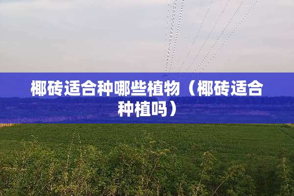 椰砖适合种哪些植物（椰砖适合种植吗）