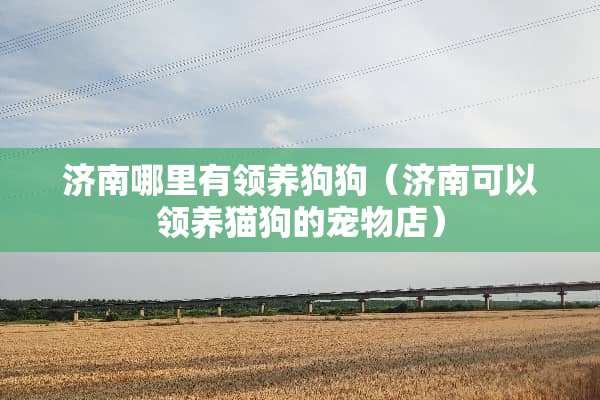 济南哪里有领养狗狗（济南可以领养猫狗的宠物店）