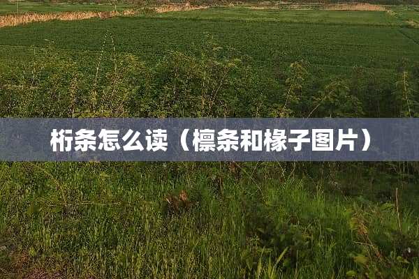 桁条怎么读（檩条和椽子图片）