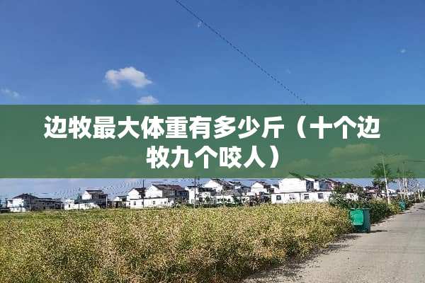 边牧最大体重有多少斤（十个边牧九个咬人）